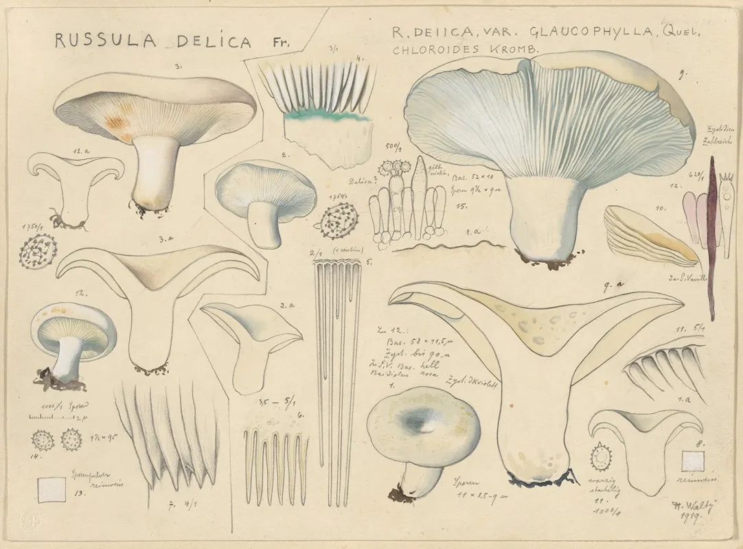Russula Delica Wall Art by Hans Walty - High-Resolution Digital Print