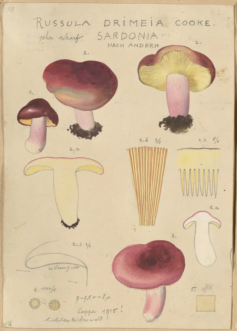 Russula Drimeia Wall Art by Hans Walty - High-Resolution Digital Print