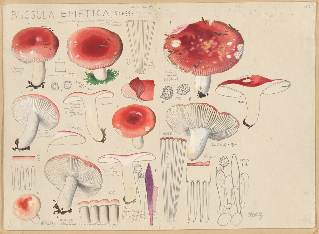 Russula Emetica Schff Wall Art by Hans Walty - High-Resolution Digital Print
