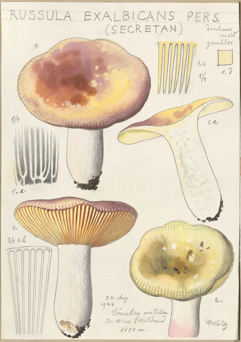 Russula Exalbicans Wall Art by Hans Walty - High-Resolution Digital Print