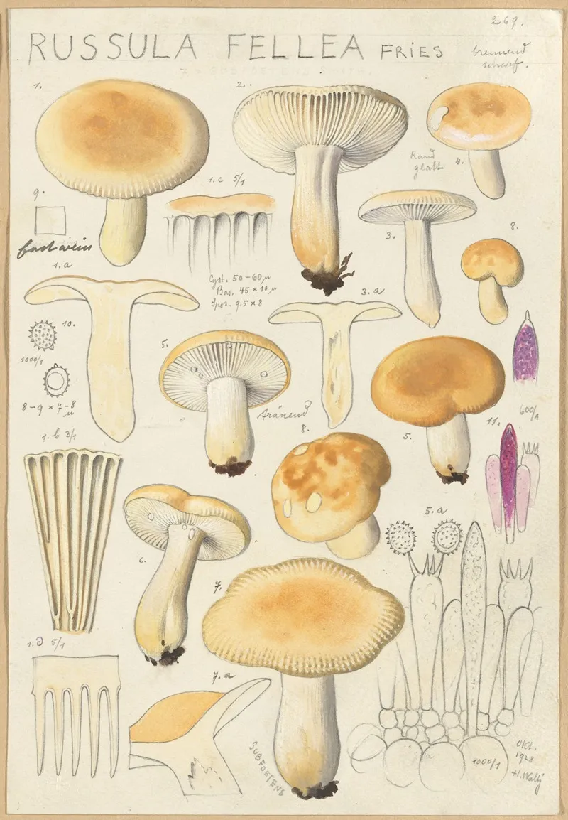 Russula Fellea Wall Art by Hans Walty - High-Resolution Digital Print