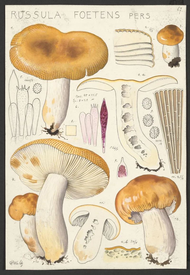 Russula Foetens Pers Wall Art by Hans Walty - High-Resolution Digital Print