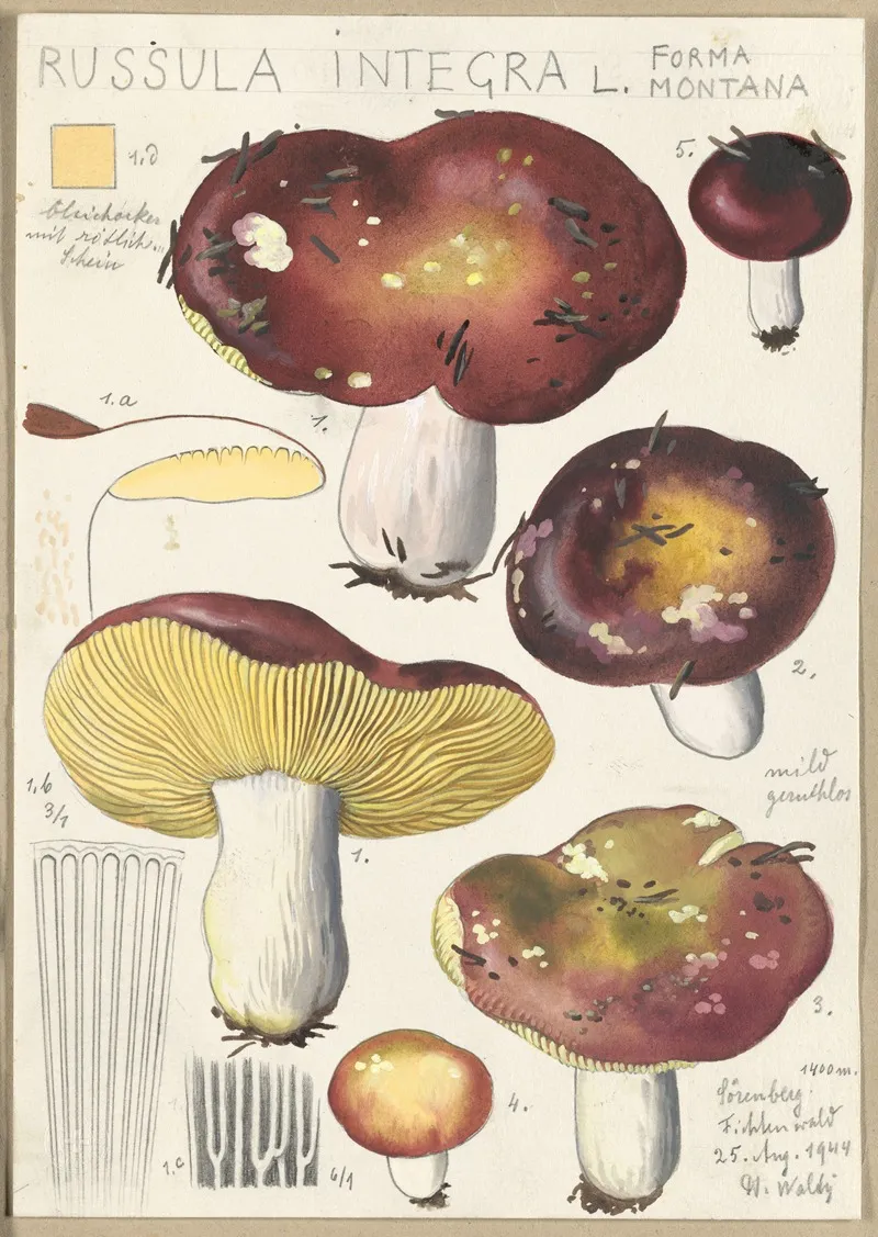 Russula Integra L Forma Montana Wall Art by Hans Walty - High-Resolution Digital Print