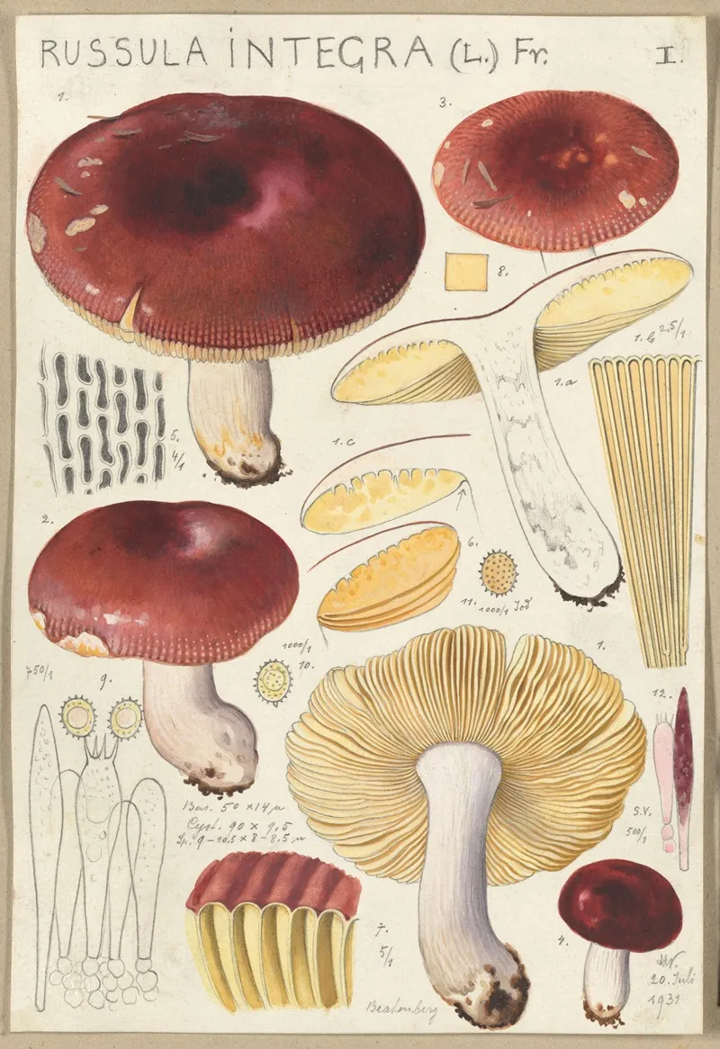 Russula Integra Wall Art by Hans Walty - High-Resolution Digital Print