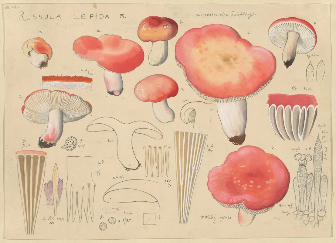 Russula Lepida Fr Wall Art by Hans Walty - High-Resolution Digital Print