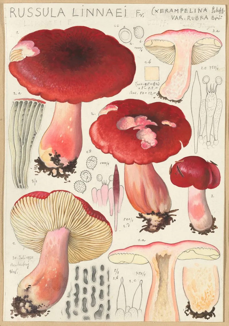 Russula Linnaei Wall Art by Hans Walty - High-Resolution Digital Print