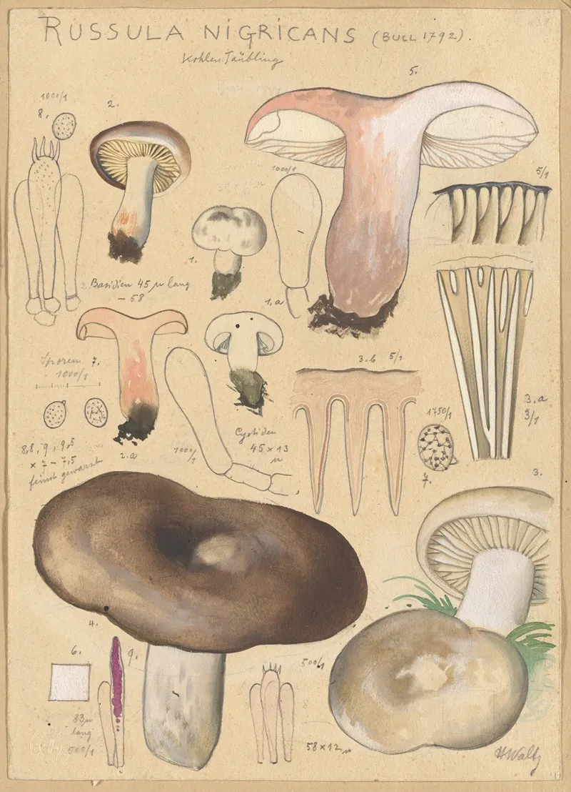 Russula Nigricans Wall Art by Hans Walty - High-Resolution Digital Print