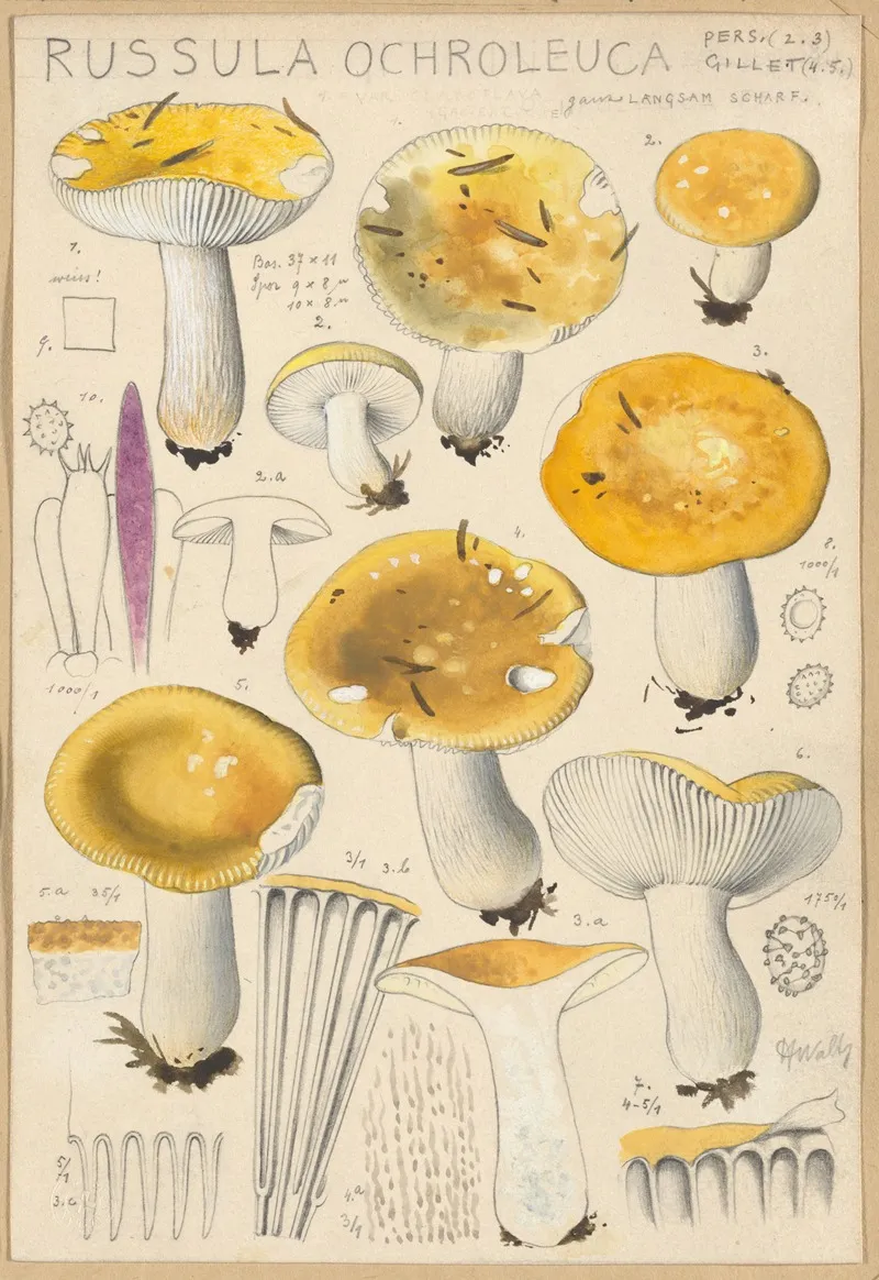 Russula Ochroleuca Wall Art by Hans Walty - High-Resolution Digital Print