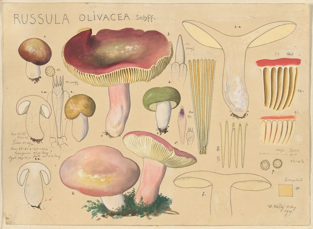 Russula Olivacea Schff 2 Wall Art by Hans Walty - High-Resolution Digital Print