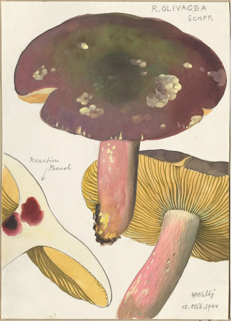 Russula Olivacea Schff 3 Wall Art by Hans Walty - High-Resolution Digital Print