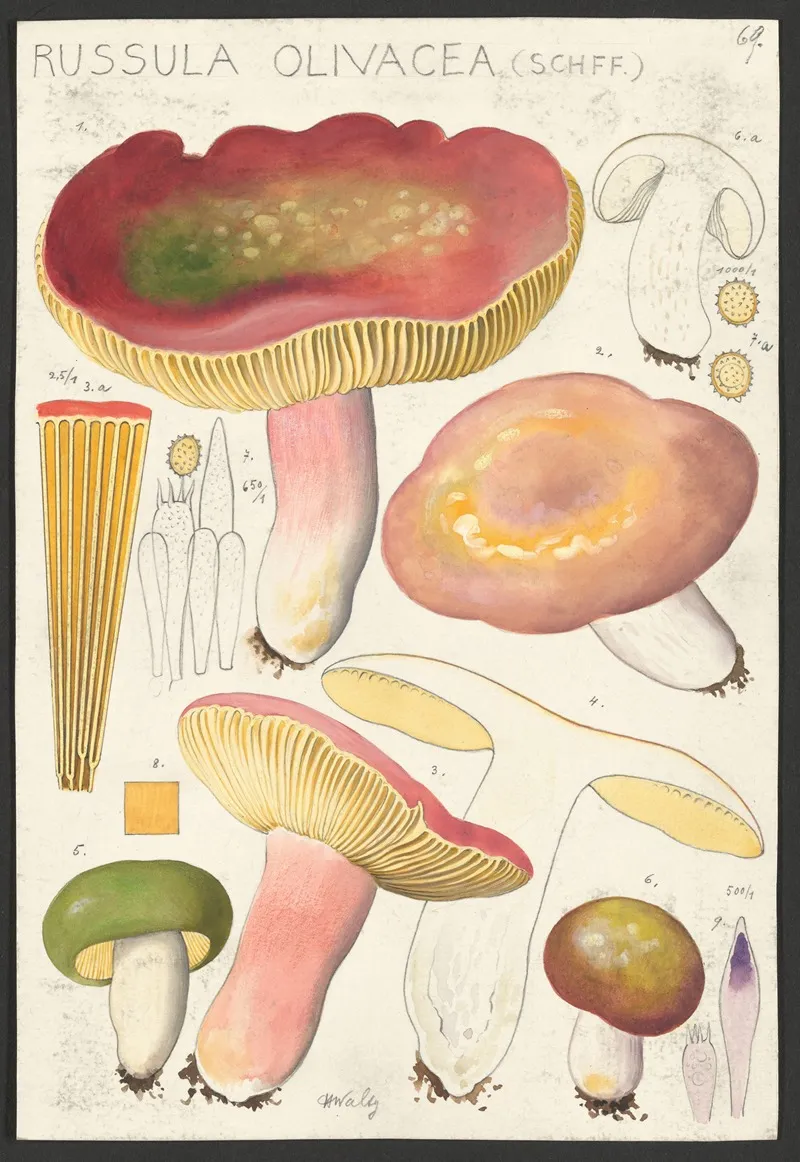 Russula Olivacea Schff Wall Art by Hans Walty - High-Resolution Digital Print