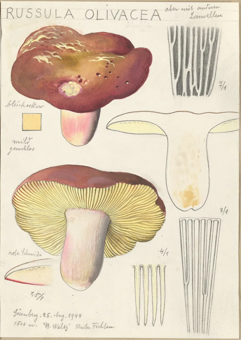 Russula Olivacea Wall Art by Hans Walty - High-Resolution Digital Print