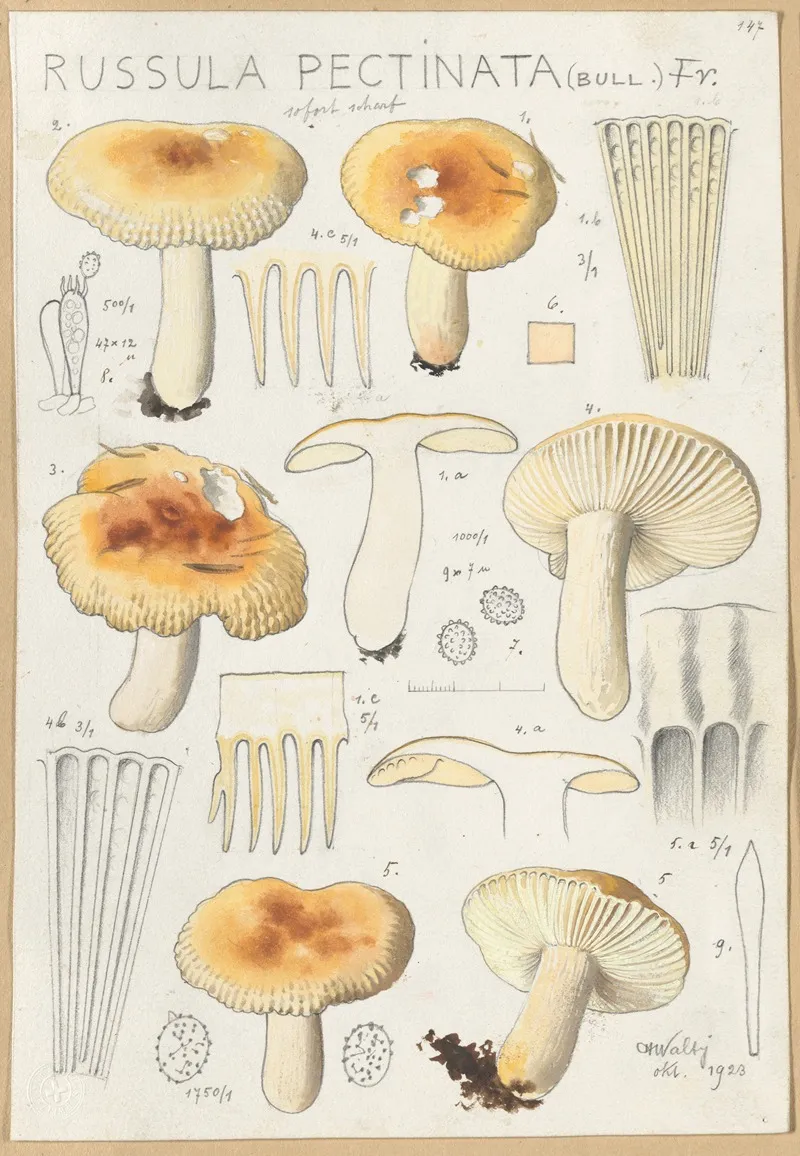 Russula Pectinata Wall Art by Hans Walty - High-Resolution Digital Print