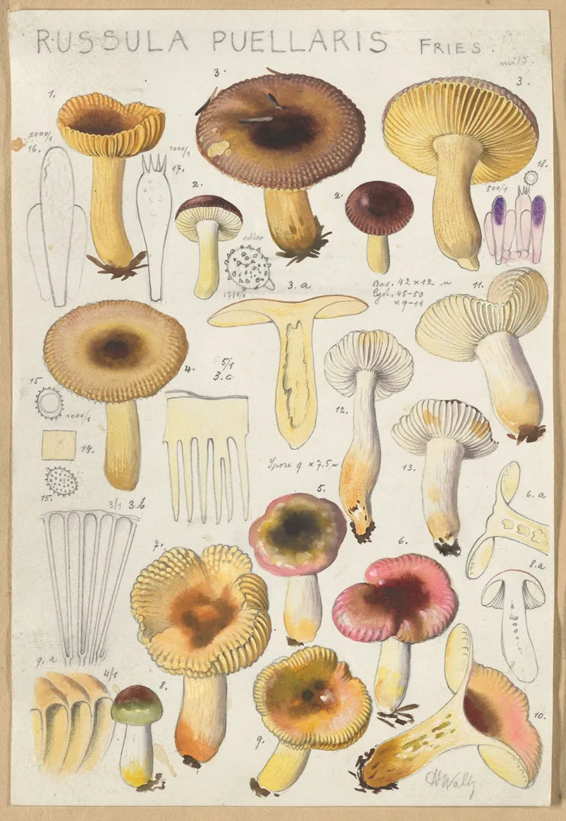 Russula Puellaries Wall Art by Hans Walty - High-Resolution Digital Print