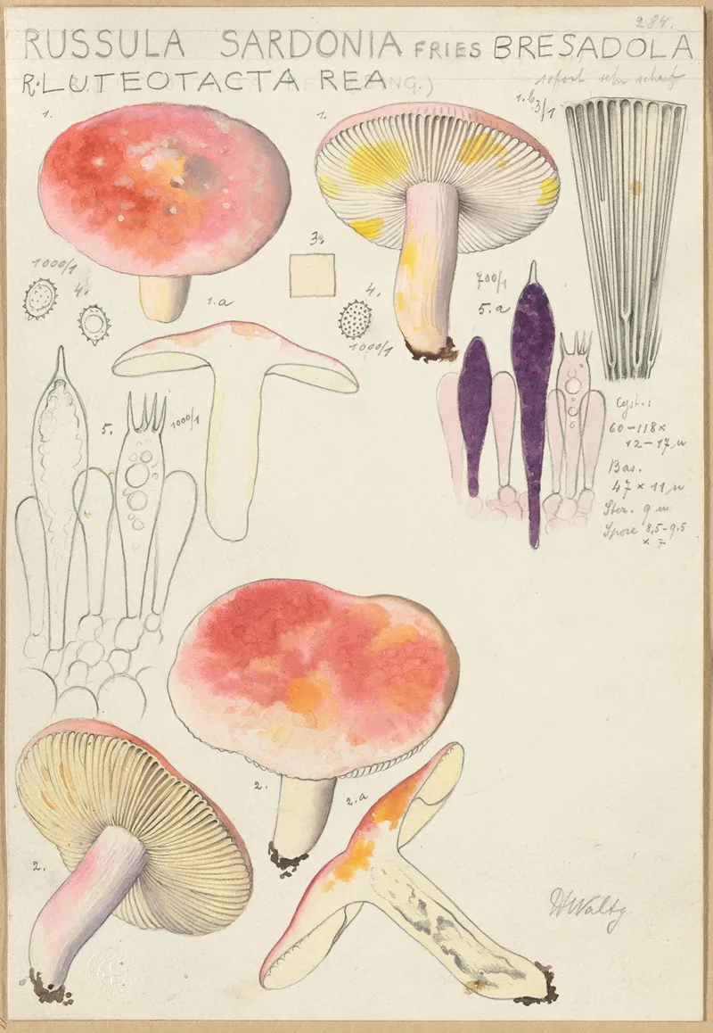 Russula Sardonia Wall Art by Hans Walty - High-Resolution Digital Print