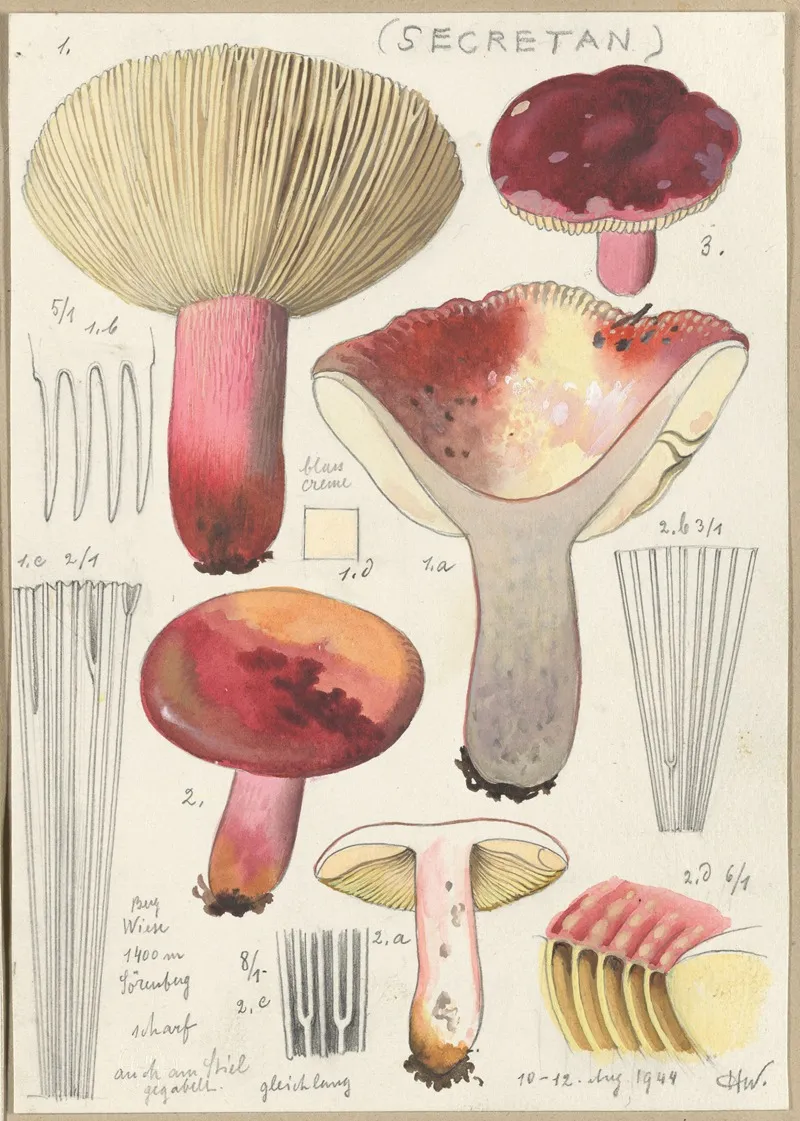 Russula Secretan Wall Art by Hans Walty - High-Resolution Digital Print