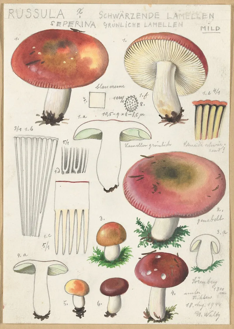 Russula Seperina Wall Art by Hans Walty - High-Resolution Digital Print