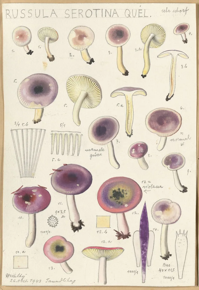 Russula Serotina Russula Myrtilla Wall Art by Hans Walty - High-Resolution Digital Print