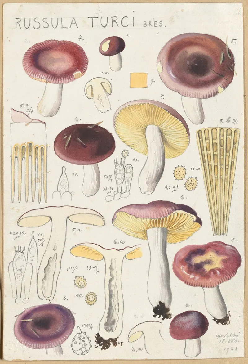 Russula Turci Wall Art by Hans Walty - High-Resolution Digital Print
