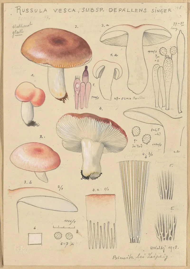 Russula Vesca Subsp Depallens Singer Wall Art by Hans Walty - High-Resolution Digital Print