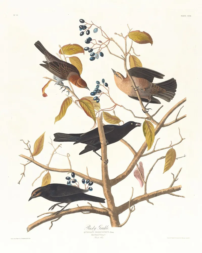 Rusty Grakle Wall Art by John James Audubon - High-Resolution Digital Print