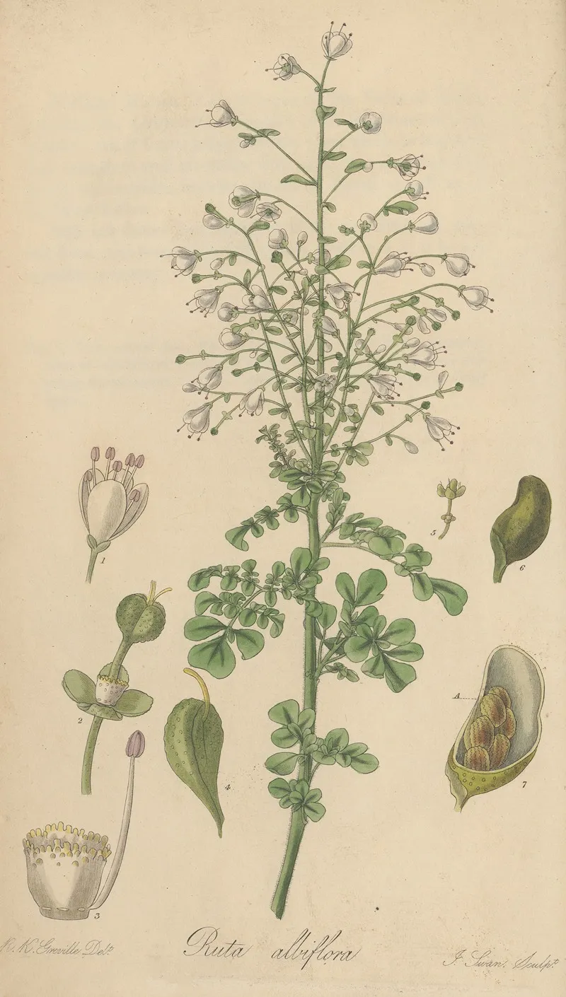 Ruta Albiflora Wall Art by William Jackson Hooker - High-Resolution Digital Print