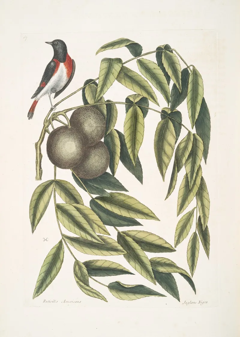 Ruticilla Americana The Red Start Juglans Nigra The Black Walnut Wall Art by Mark Catesby - High-Resolution Digital Print