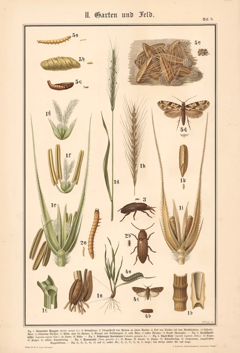 Rye Click Beetle Wheat Weevil Turnip Moth Grain Worm Wall Art by Adolph Rupp - High-Resolution Digital Print