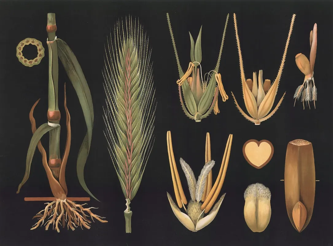 Rye Secale Cereale Wall Art by Gottlieb von Koch - High-Resolution Digital Print