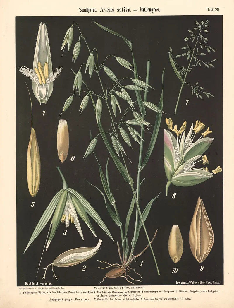 Saathafer Avena Sativa Rispengras