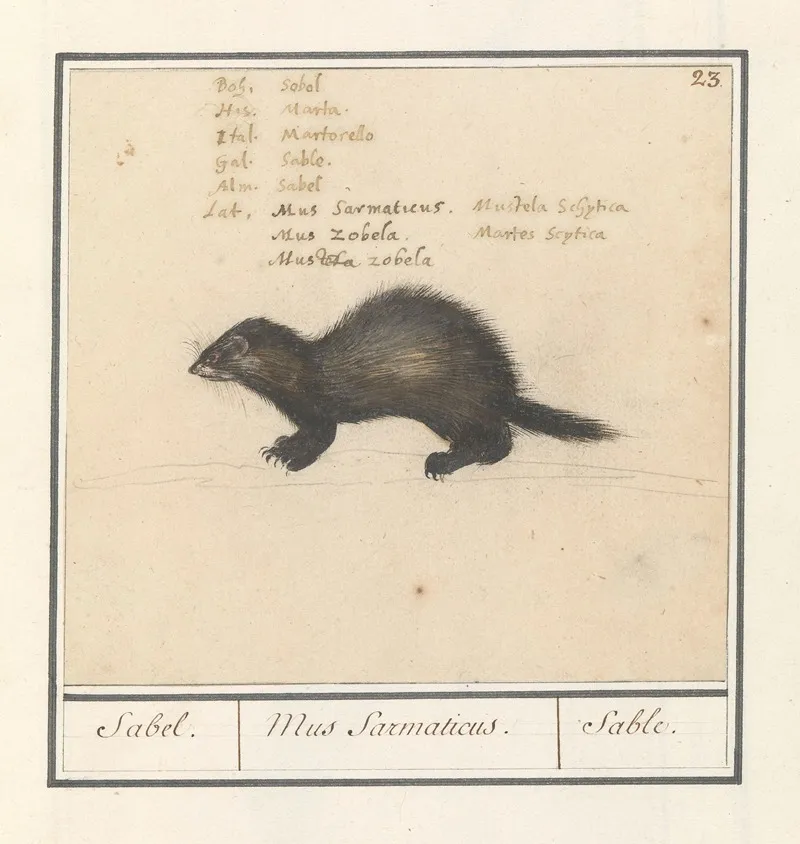 Sabelmarter Martes Zibellina Sabel Mus Sarmaticus Sable Wall Art by Anselmus Boëtius de Boodt - High-Resolution Digital Print