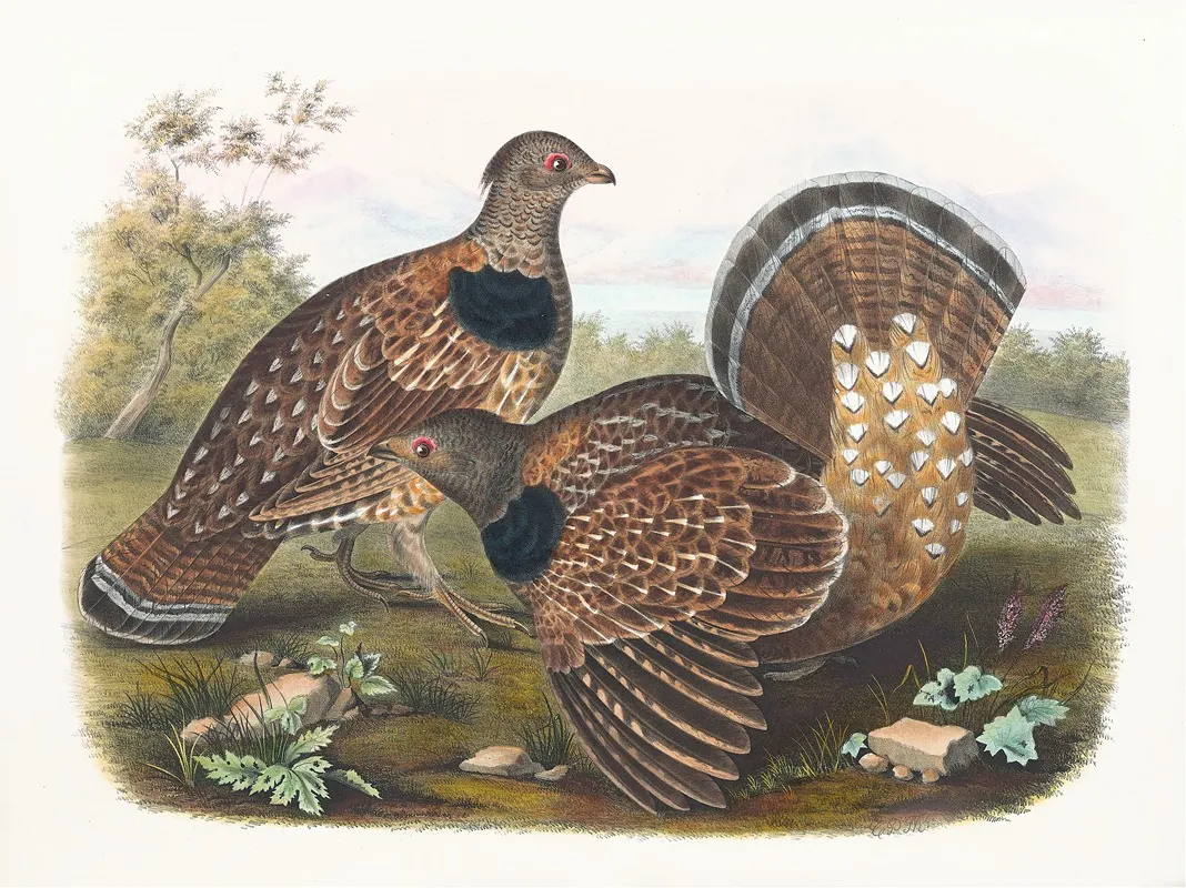 Sabines Grouse Wall Art by Daniel Giraud Elliot - High-Resolution Digital Print
