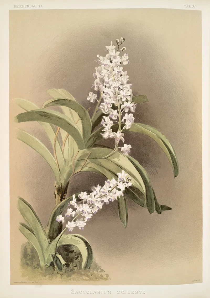 Saccolabium Coeleste Wall Art by Frederick Sander - High-Resolution Digital Print