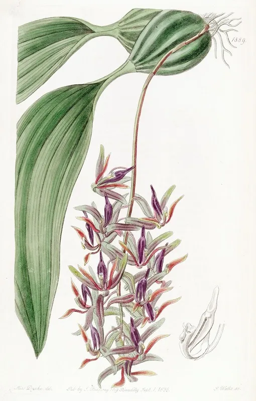 Sad Coloured Cirrhaea Wall Art by Sydenham Edwards - High-Resolution Digital Print