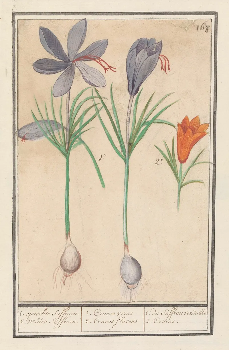 Saffraankrokus Crocus Sativus 1 Oprechte Saffraen 2 Wilden Saffraen Wall Art by Anselmus Boëtius de Boodt - High-Resolution Digital Print