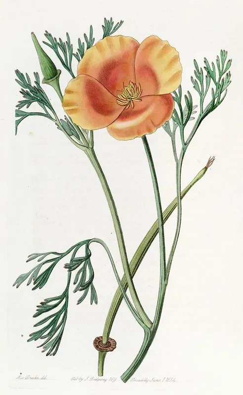 Saffron Coloured Eschscholtzia Wall Art by Sydenham Edwards - High-Resolution Digital Print