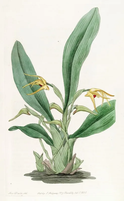 Saffron Coloured Maxillaria Wall Art by Sydenham Edwards - High-Resolution Digital Print