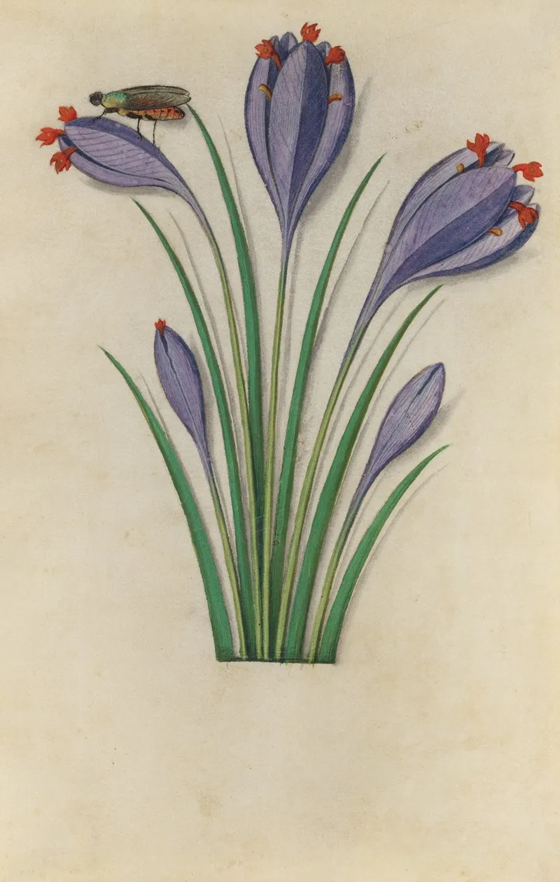 Saffron Crocus Crocus Sativus With A Fly Wall Art by Master of Claude de France - High-Resolution Digital Print