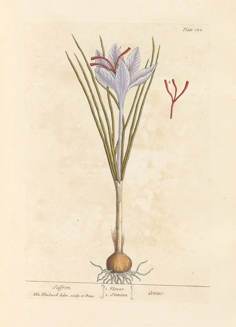 Saffron Wall Art by Elizabeth Blackwell - High-Resolution Digital Print