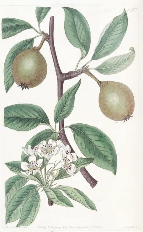 Sage Leaved Pear Wall Art by Sydenham Edwards - High-Resolution Digital Print