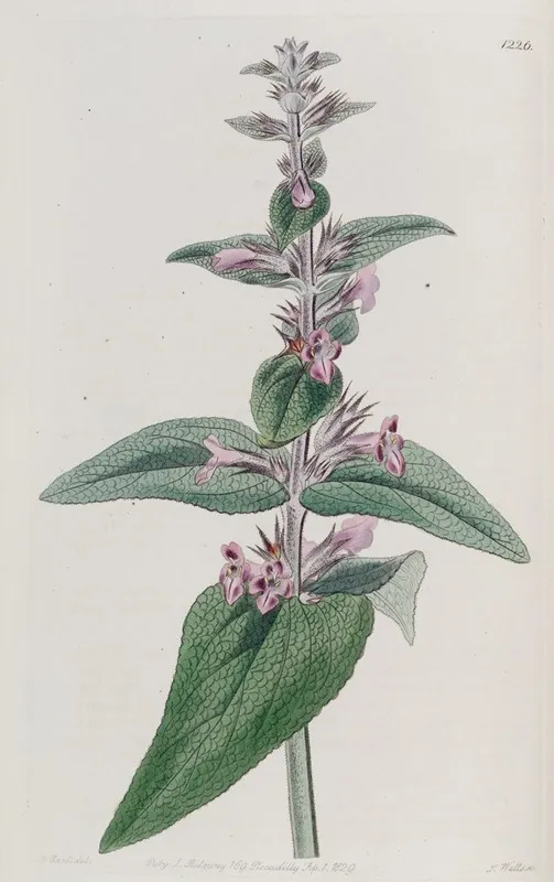 Sage Leaved Stachys Wall Art by Sydenham Edwards - High-Resolution Digital Print