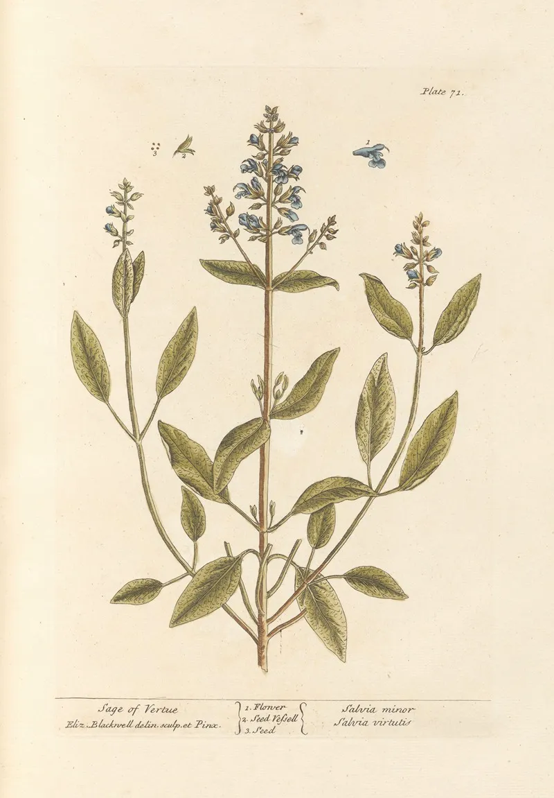 Sage Of Vertue Wall Art by Elizabeth Blackwell - High-Resolution Digital Print
