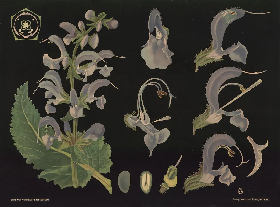 Sage Salvia Pratensis Wall Art by Gottlieb von Koch - High-Resolution Digital Print