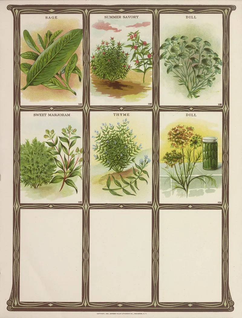 Sage Summer Savory Dill Summer Marjoram Thyme Wall Art by Genesee Valley Lithograph Co. - High-Resolution Digital Print
