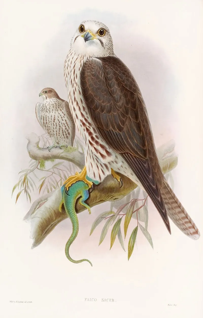 Saker Falcon Wall Art by John Gould - High-Resolution Digital Print