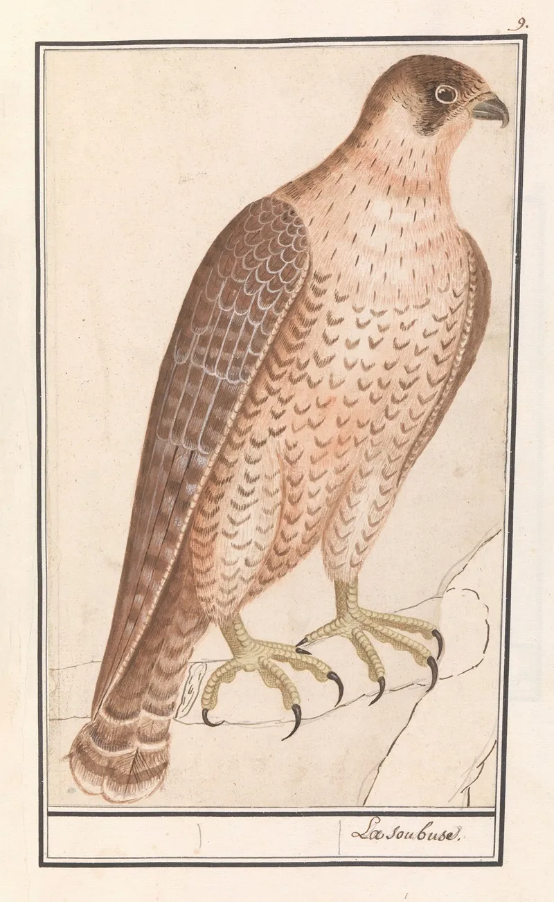 Sakervalk Falco Cherrug Wall Art by Anselmus Boëtius de Boodt - High-Resolution Digital Print