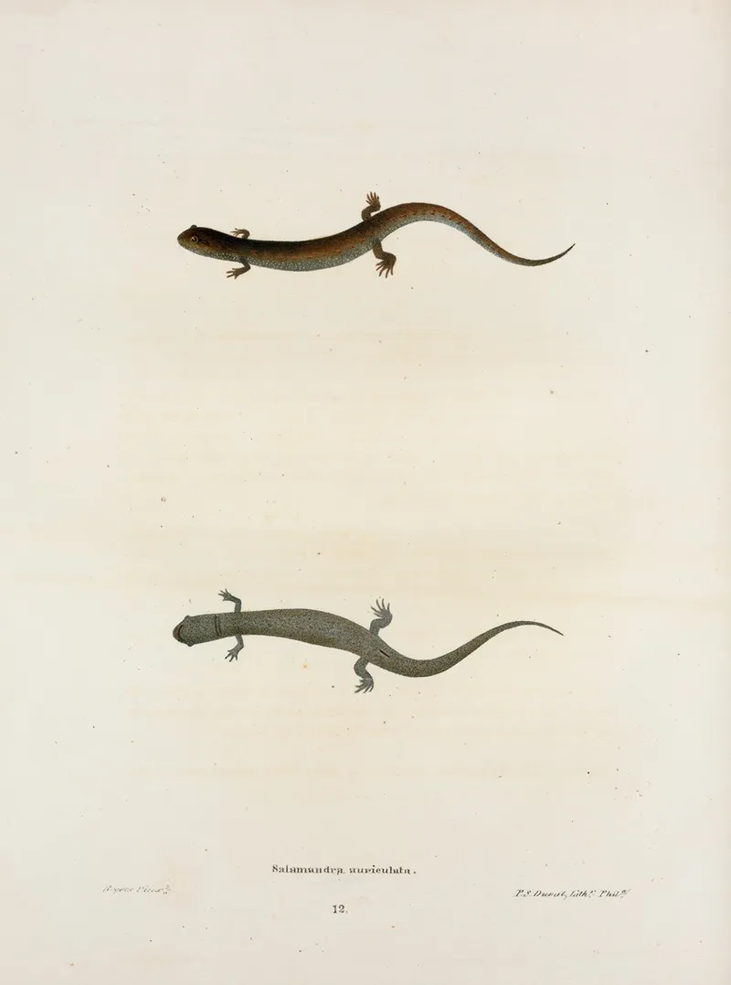 Salamandra Auriculata Wall Art by John Edwards Holbrook - High-Resolution Digital Print