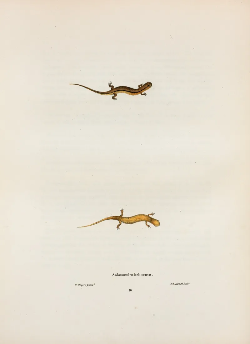 Salamandra Bilineata 2 Wall Art by John Edwards Holbrook - High-Resolution Digital Print