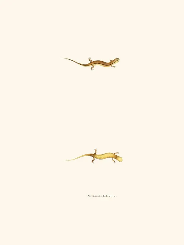 Salamandra Bilineata Wall Art by John Edwards Holbrook - High-Resolution Digital Print