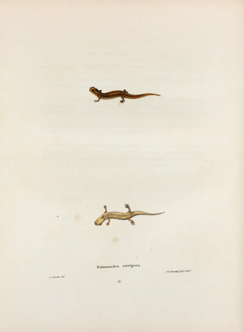 Salamandra Cirrigera 2 Wall Art by John Edwards Holbrook - High-Resolution Digital Print